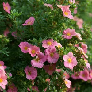 Potentilla:  'Pink Beauty' 2 Gal (Bl)