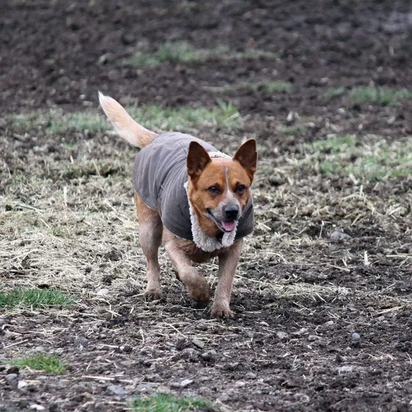 The Outback Trading Company "Molly's" Canine Coat